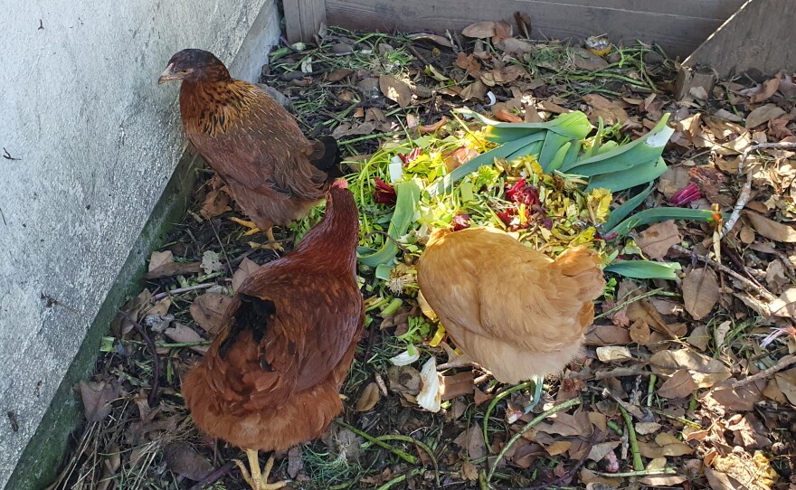 These urban dwellers get lots of food scraps from the kitchen and the restaurant.