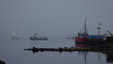The fishing fleet delivering to Trident in Sand Point in June 2024.