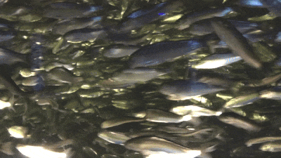 How Do Fish See? How Do Fish Sleep? How Do Fish Breathe? | Vermont Public
