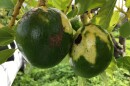 A closeup of two avocados with yellow and brown spots growing on a tree.