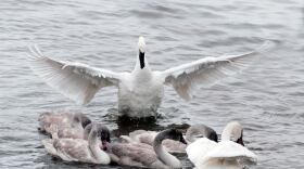 Two adult Trumpeter Swans shepherd their cygnets in the water. One swan has its wings held out wide. There are four cygnets. The water looks grey and wind-ruffled.