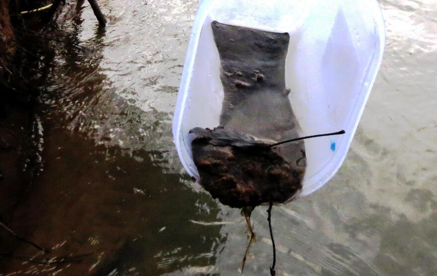 Coal ash separates from sediment scooped from the bed of the Dan River days after the spill in 2014. 