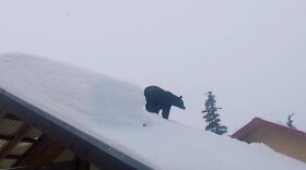 A black bear on a snowy roof.