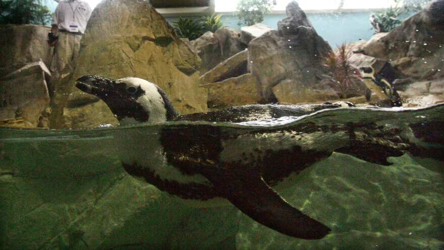 A penguin rescued in the aftermath of Hurricane Katrina swims in its old habitat in the Audubon Aquarium of the Americas on May 22, 2006, after returning to New Orleans following an eight-month refuge in California.