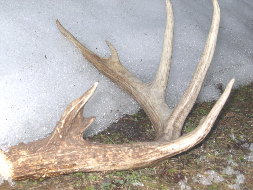 Melting snow reveals a deer antler.