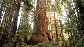 A giant sequoia tree in the Giant Sequoia National Monument north of Kernville, Calif. (David McNew/Getty Images)