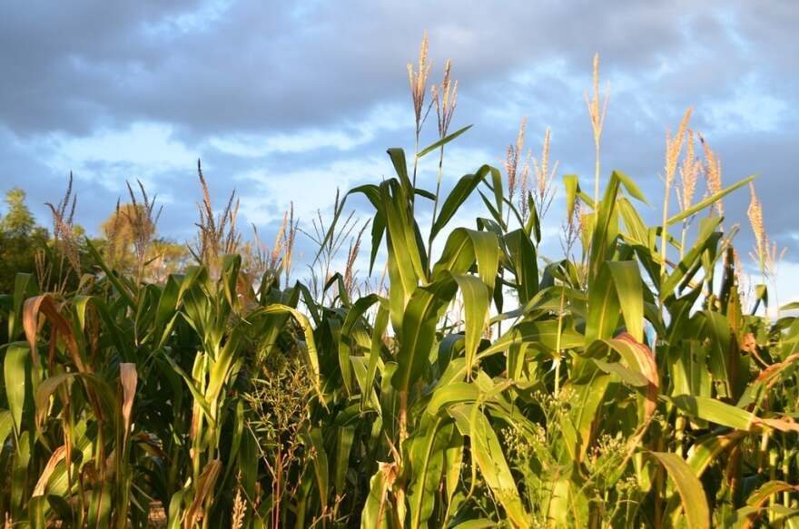 Some scientists blame recent high humidity in Kentucky on ‘corn sweat ...