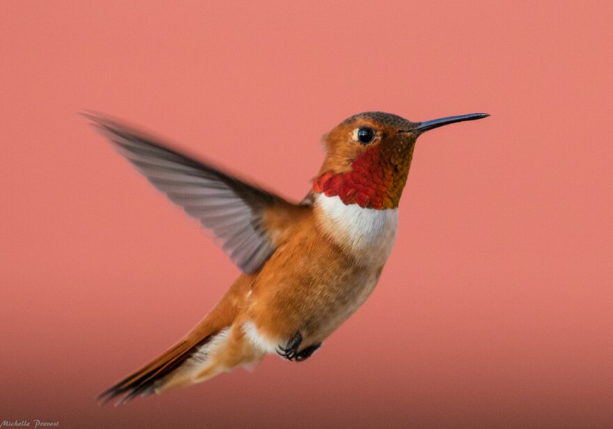Researchers studied rufous hummingbirds in the Rocky Mountains to test for numerical ordering skills.