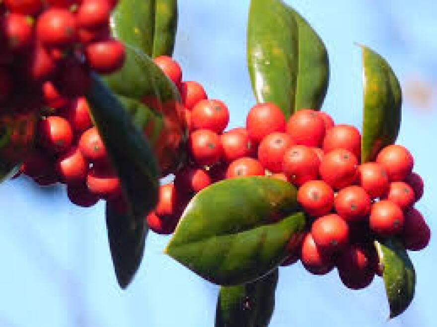 Winterberry Holly (llex verticillata) is one of the many trees and shrubs native to our region that provide color and texture to a landscape.