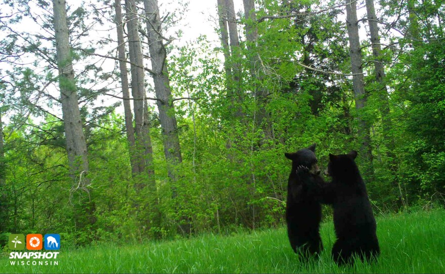 Bears in Lincoln County