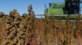 In this Sept. 13, 2016 photo, farmer Sam McCullough uses his combine to harvest quinoa near Sequim, Wash. (Ted S. Warren/AP)