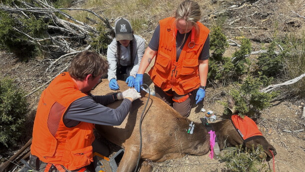 Three wildlife researchers collect samples from a dead elk during fieldwork in the mountains of northern Nevada.