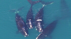 North Atlantic right whales 