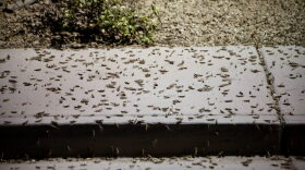 Massive swarms of grasshoppers have descended on the Las Vegas Strip this week, startling tourists and residents as they pass through town on their northbound migration. (Bridget Bennett/AFP/Getty Images)