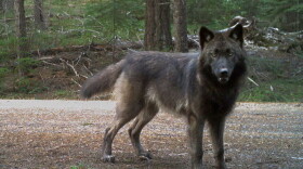A juvenile wolf, born in April 2024, of Oregon's Grouse Ridge Pack, standing in front of a trail camera on U.S. Forest Service land on Jan. 23, 2025, in Jackson County, Ore.