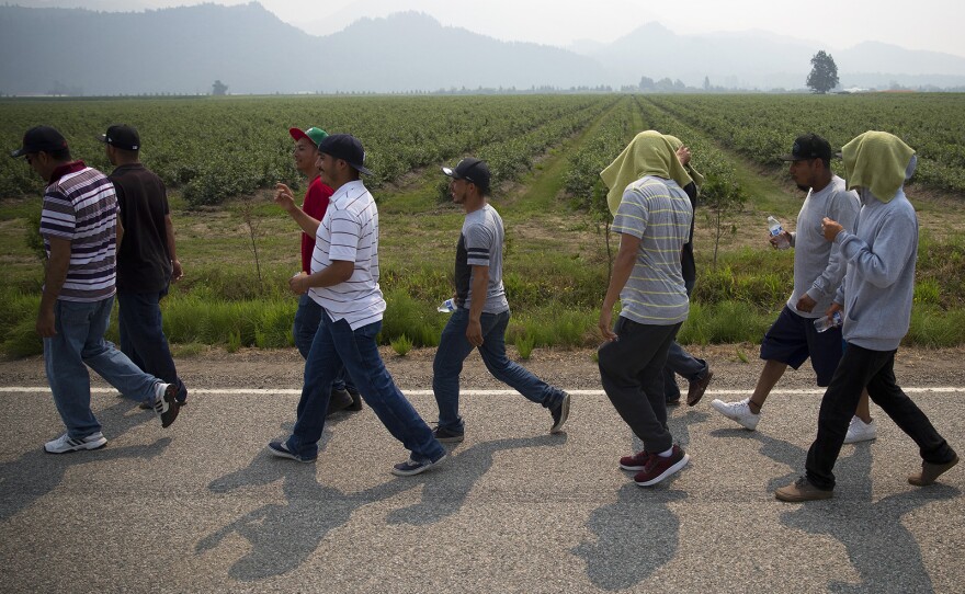 Farmworkers march in protest of working conditions at Sarbanand Farms on Wednesday, August 8, 2017, after a fellow worker, Honesto Silva Ibarra, 28, died on Sunday. Click or tap on this image for more photos.