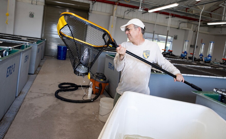 Environmental scientist Paul Adelizi, 60, of Oakhurst, moves a salmon to a sorting tank at the Salmon Conservation and Research Facility in Friant, Calif., on Sept. 23, 2026.