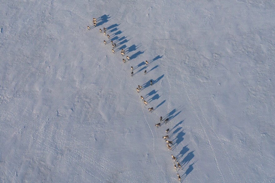 caribou