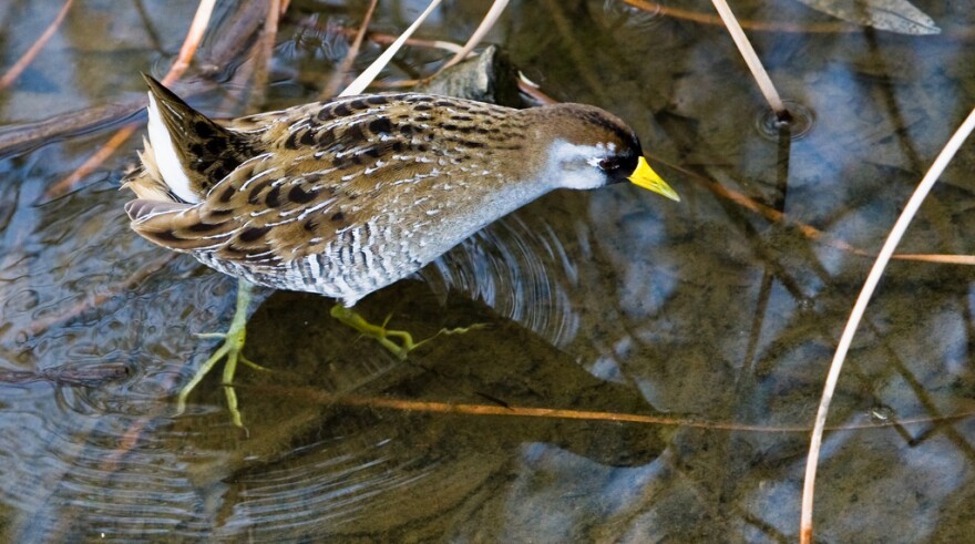 The Sora (Porzana carolina) is a small waterbird, of the family Rallidae, sometimes also referred to as the Sora Rail or Sora Crake.