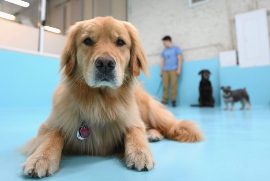 Dogs are cared for at the dog day care 'Biscuits & Bath' in New York City. Biscuits & Bath, is a Manhattan chain, and they had kept some sites open at the beginning of the health crisis. But at the end of March, it decided to temporarily close all its centers and lay off most of its employees.