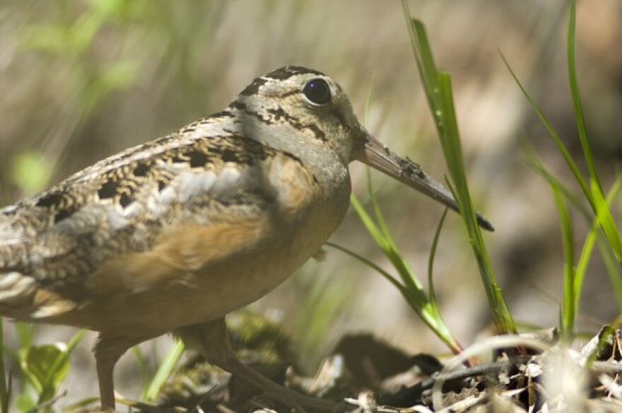 American woodcock (credit: D. Kenyon / Michigan DNR)