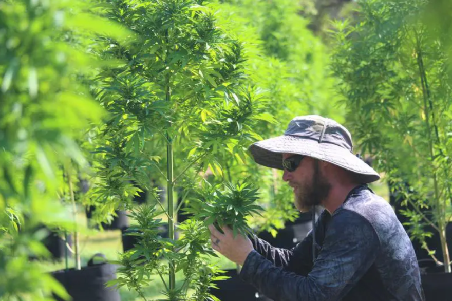 An employee examines a hemp plant at Pur IsoLabs in Bergheim.