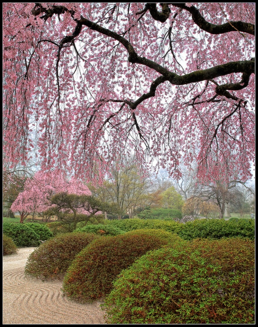 Cherry tree in bloom at the Missouri Botanical Garden