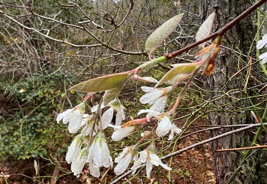 Amalanchier serviceberry