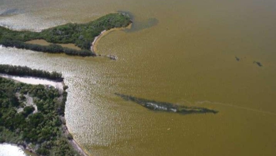 Algal bloom in the Indian River Lagoon.