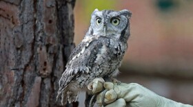 A Eastern Screech owl