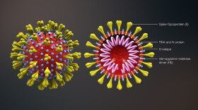 coronavirus