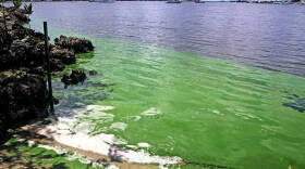 On Monday, Gov. Rick Scott issued a state of emergency for seven counties around Lake Okeechobee, including Martin County where algae blooms can be found along the St. Lucie River including Shepard Park, shown here.