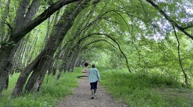 A man walks under overhanging trees.