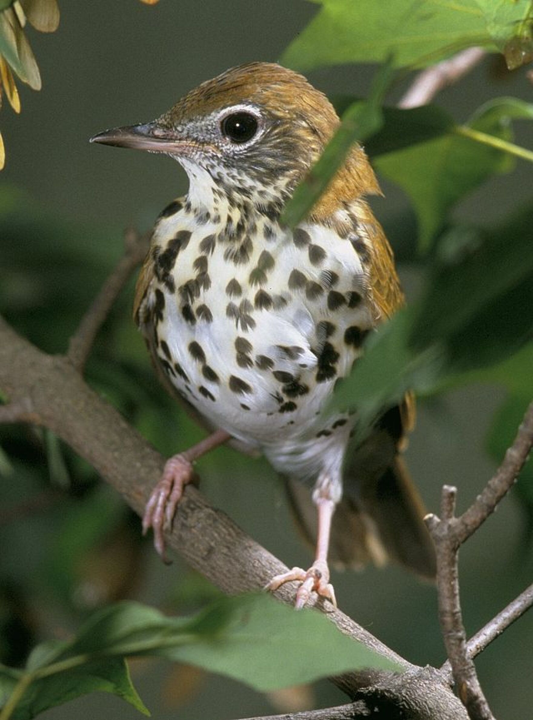 Wood_Thrush.jpg