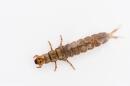 Caddisfly Larvae - Hydropsyche