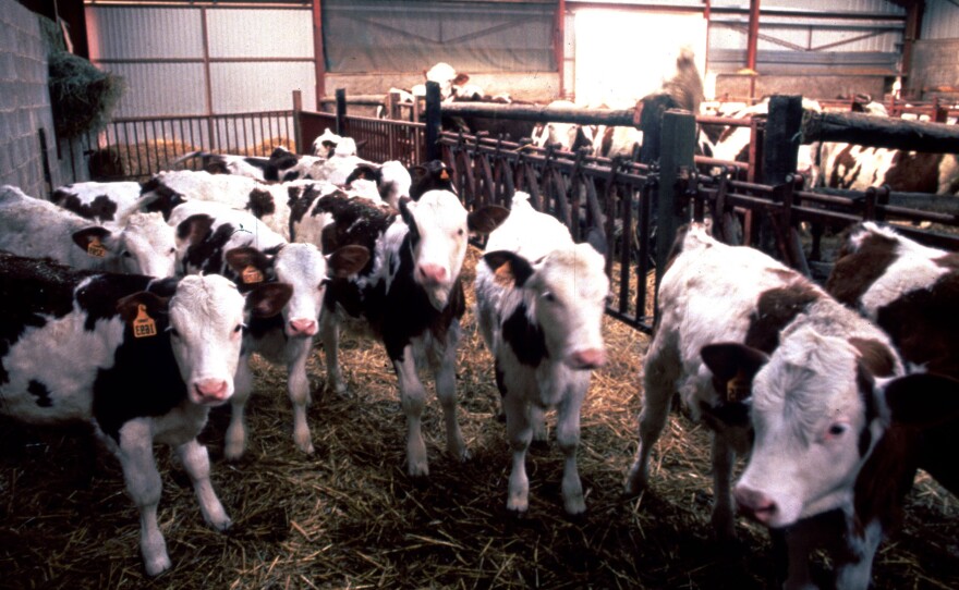 Cows in England suspected of having mad cow disease in 1996. The illness was traced to particular proteins that gummed up brain tissue because they didn't fold properly.