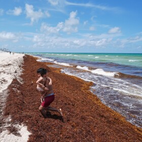 A man carries a child through sargassum seaweed after cooling off in the ocean during a watch party for the opening World Cup Group A soccer match between Mexico and South Africa, Miami Beach, Fla.,Thursday, June 11, 2026.