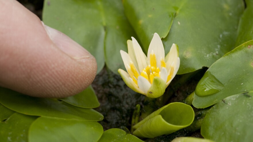 One of the world's rarest flowers has been stolen, Britain's Kew Gardens announced this week. The water lily Nymphaea thermarum is seen here in 2010.