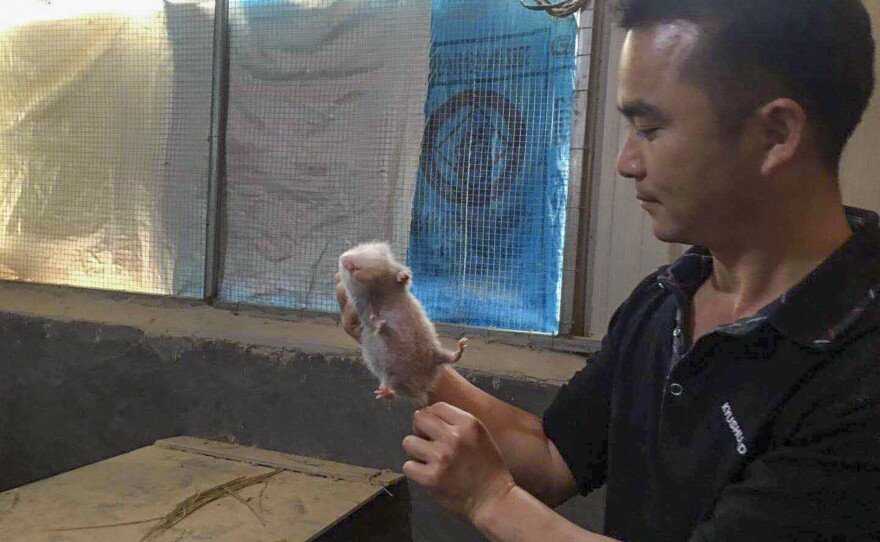 Bamboo rats are prized for their ample flesh. This year was looking to be a good year for rat breeders like Liu Ping — consumption of the grilled delicacy was increasingly popular and prices were going up — until the coronavirus struck.