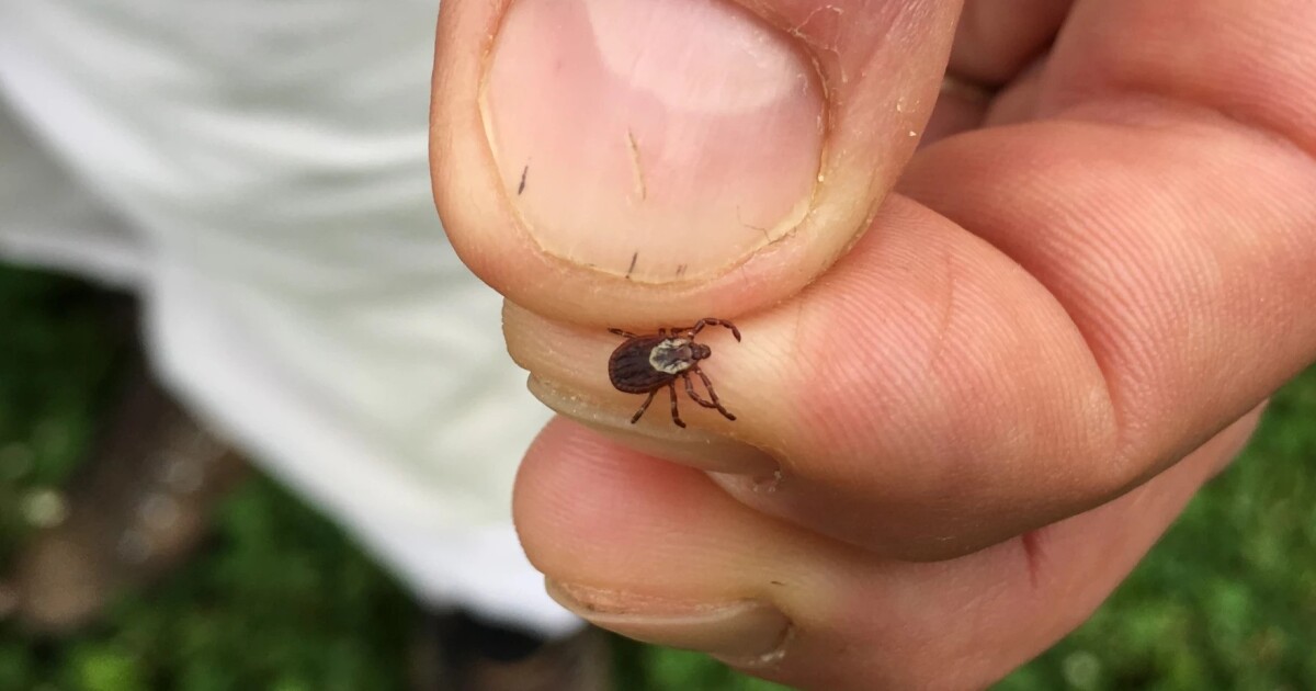 Ohio is crawling with ticks. What can be done to stop their spread?