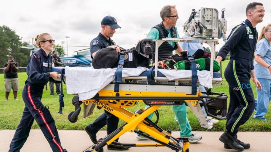 K9 trains with Aero Med team and MSU veterinary specialists