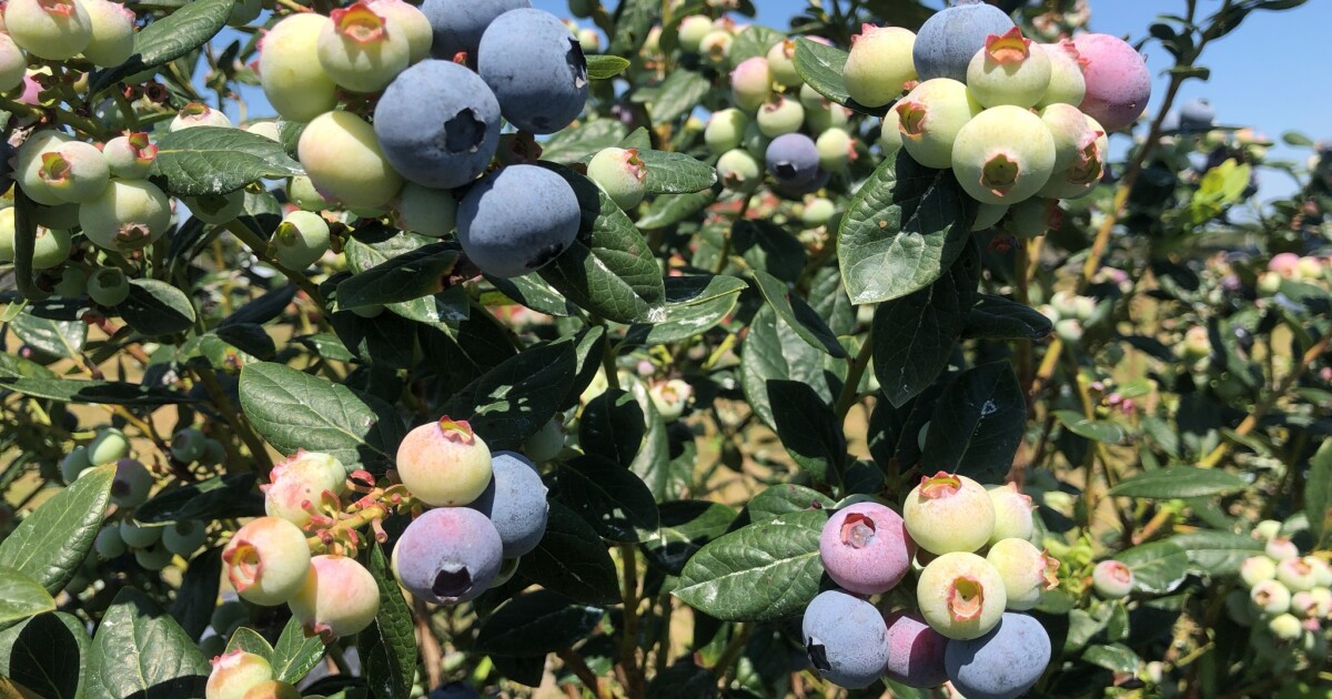 Морозы уничтожили до 80% урожая голубики во Флориде