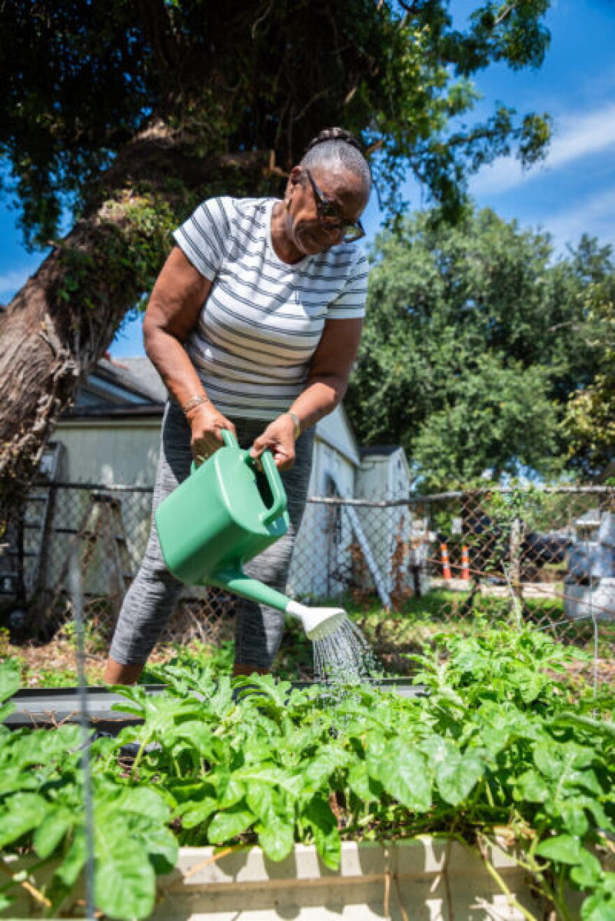 Dorethea Parker tends to her watermelon garden outside of her home in the Dixon neighborhood. The heat is more extreme in her neighborhood due to the amount of concrete and small tree canopy. The heat seeps into her poorly-insulated home.