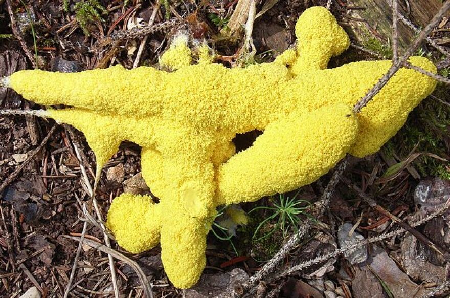 "Scrambled Egg" slime mold.
