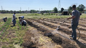 Volunteers water seeds and pull weeds at the new acre-large farm at Eskenazi Health Center Pecar. Plants will be ready to harvest in about a month.
