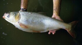 Asian Carp - file photo