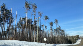 Ice storm-damaged timber that hasn't been salvaged in Boyne Falls. (Photo: Ellie Katz/IPR News)