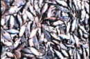 Menhaden