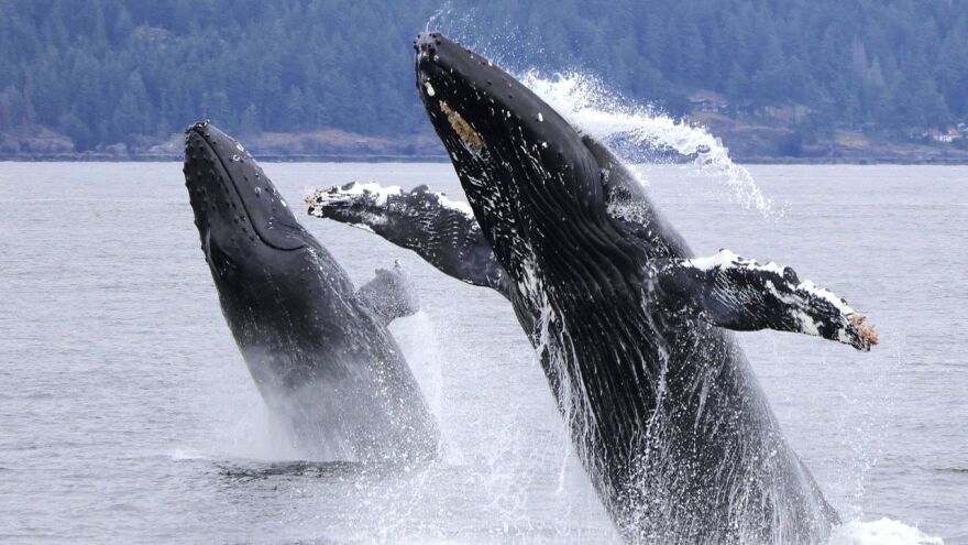 Humpback whales (photo credit Prince of Whales)