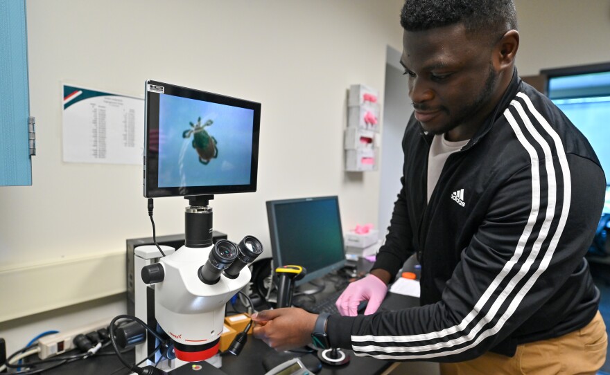 Caleb Duah, a public health assistant at the Pennsylvania Tick Research Lab, sets a tick on a microscope.